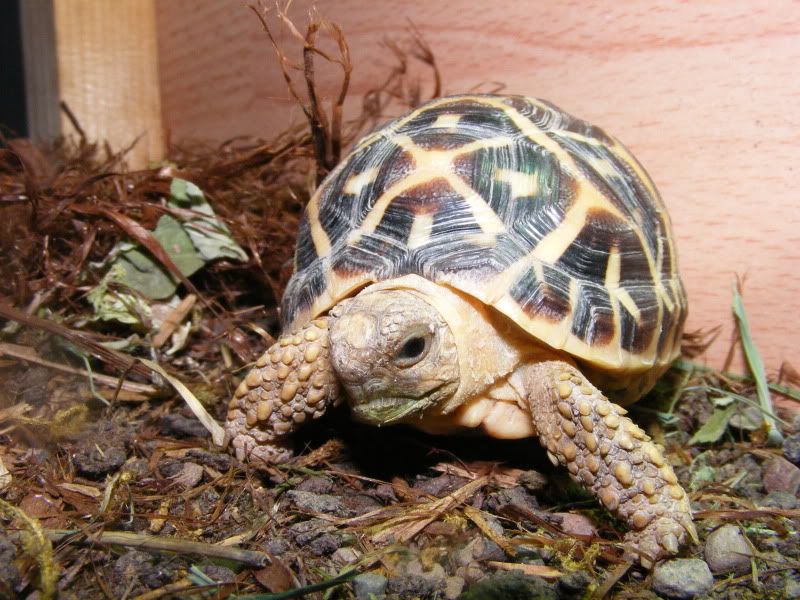 tortoises798.jpg