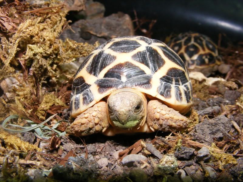 tortoises801.jpg