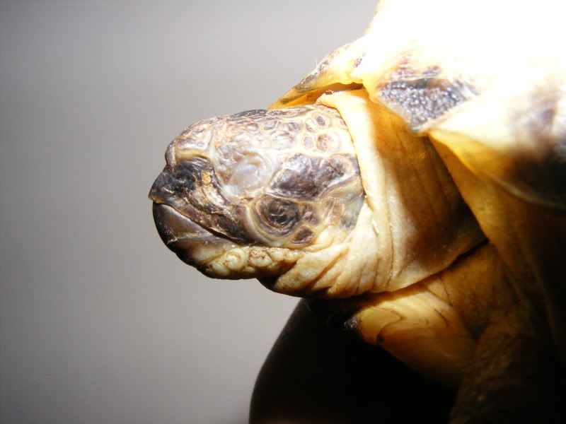 tortoises900.jpg