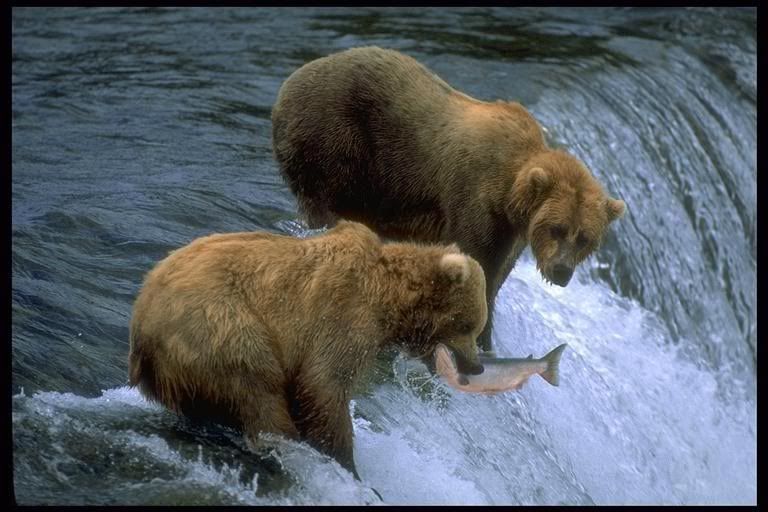 Bears Pictures, Images and Photos