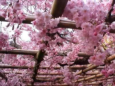 cherry blossoms Pictures, Images and Photos