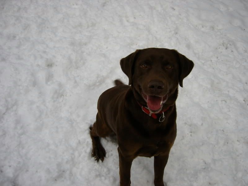 Black Lab Puppies For Sale In Maine. Chocolate and Yellow Lab