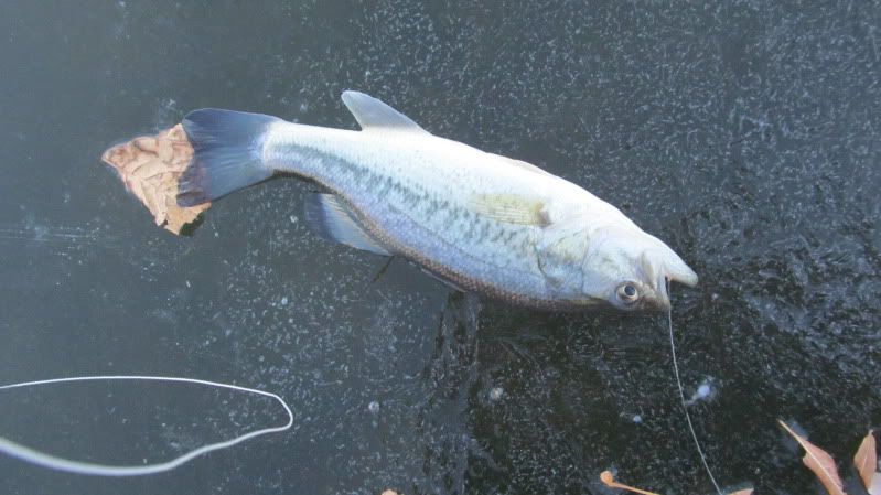 [Image: IMG_0118.jpg]