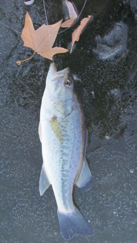 [Image: IMG_0119.jpg]