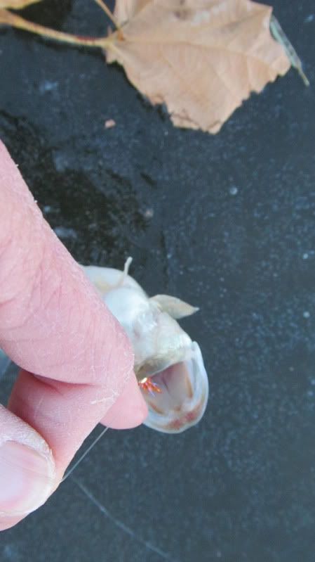 [Image: IMG_0120.jpg]