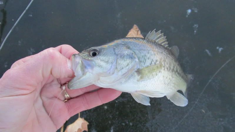 [Image: IMG_0121.jpg]