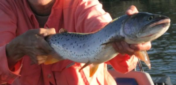 [Image: IMG_1597-1.jpg]