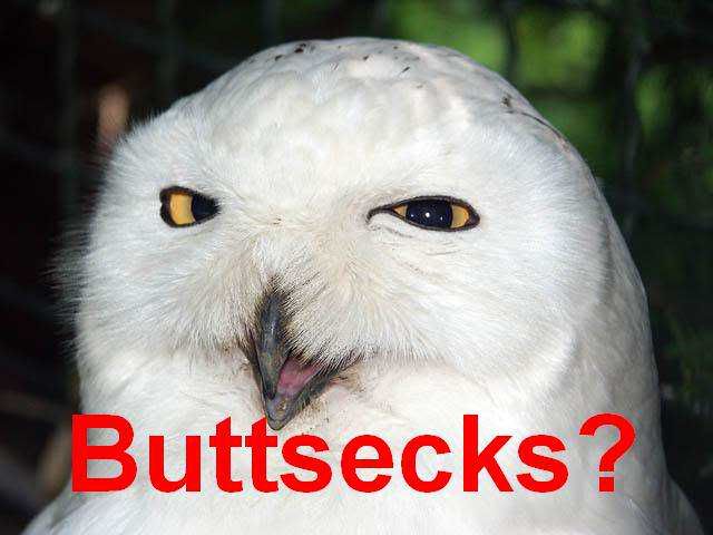funny owl. funny owl. butt secks