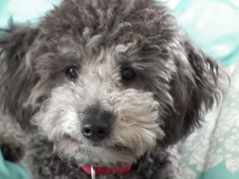 coat changing and whiskers Poodle Forum Standard Poodle, Toy Poodle