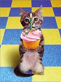 th_Birthday-Cat.jpg