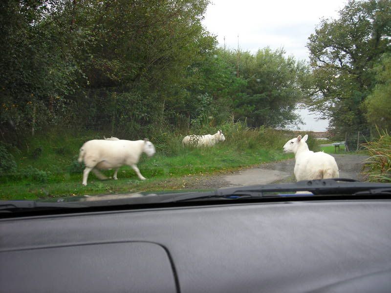 Sheep on the road Pictures, Images and Photos