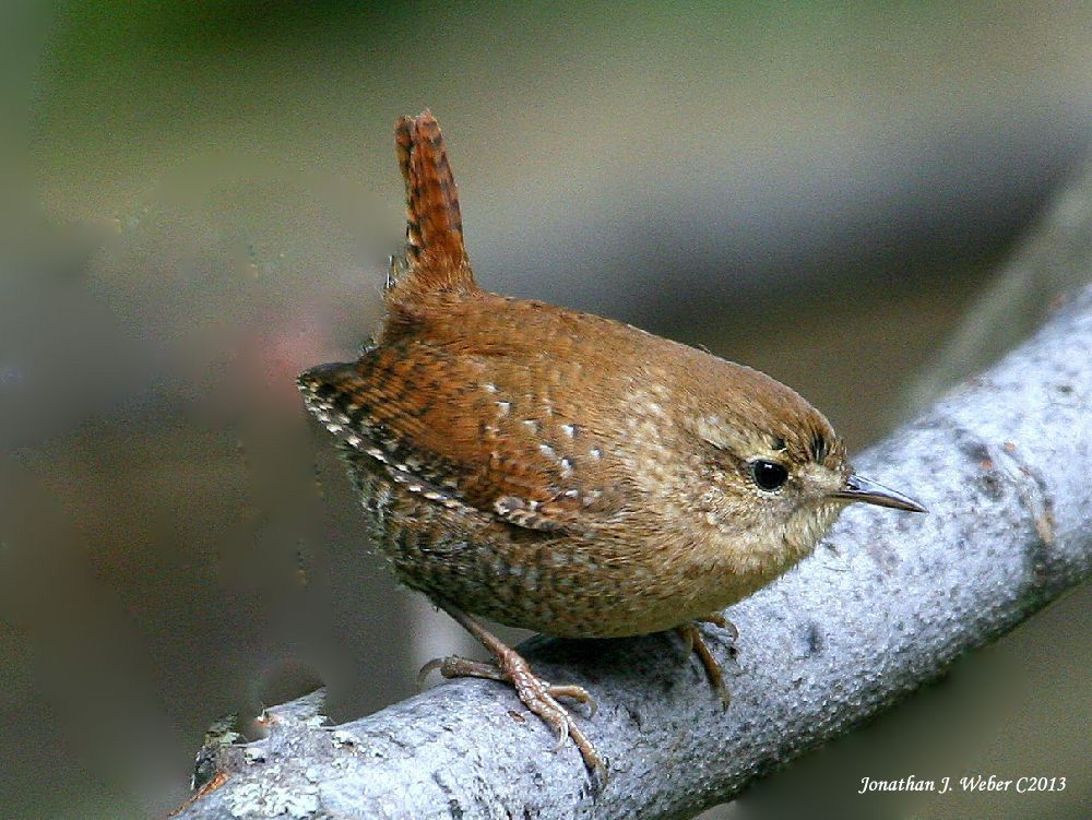 IMAGE: http://i44.photobucket.com/albums/f2/Jonathan64/IMG_03452.jpg