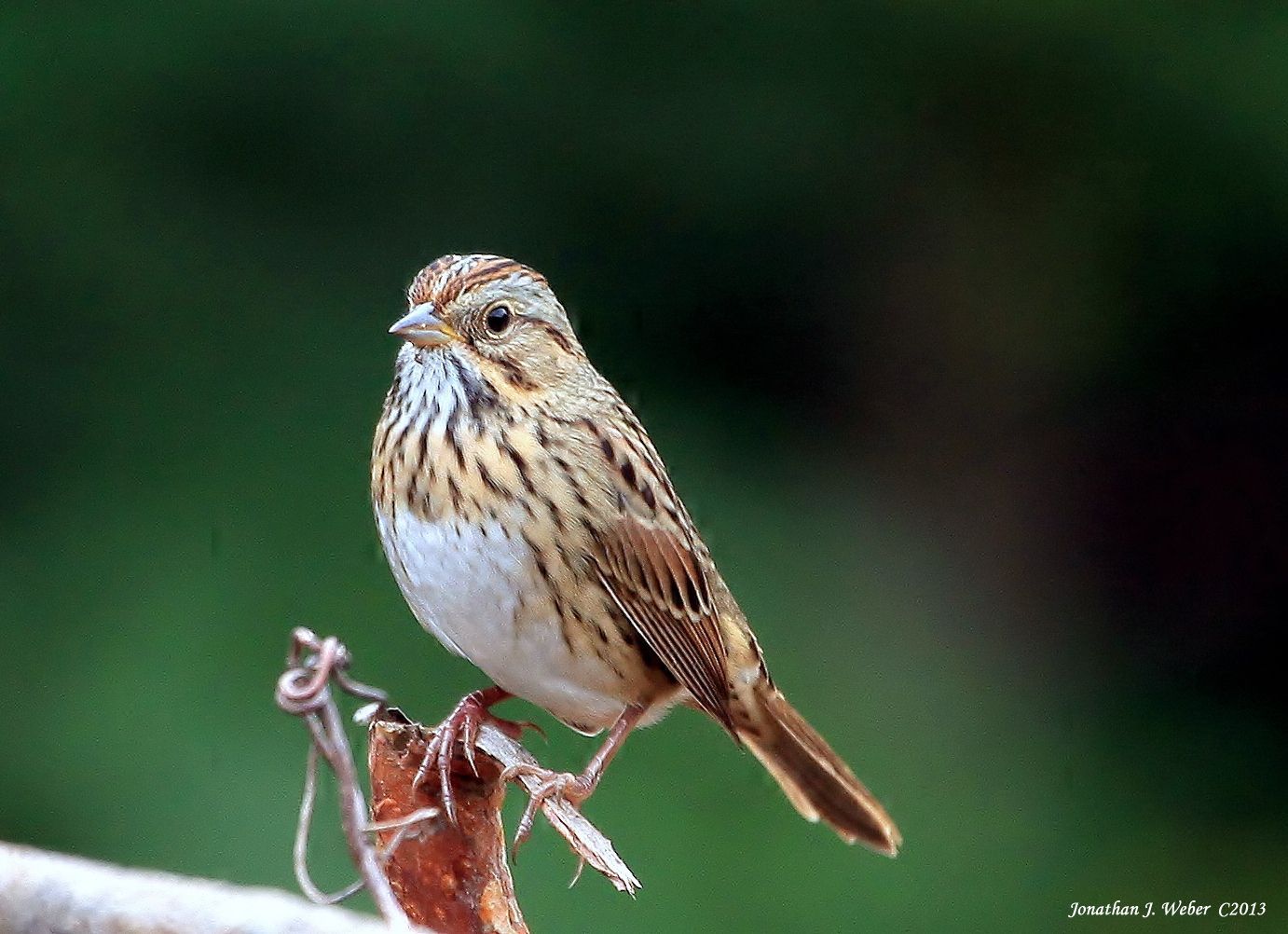 IMAGE: http://i44.photobucket.com/albums/f2/Jonathan64/IMG_35052.jpg