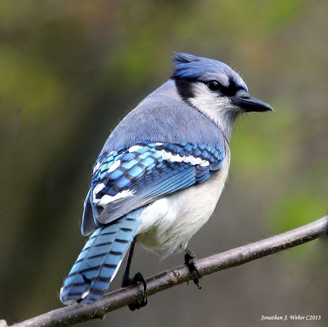 IMAGE: http://i44.photobucket.com/albums/f2/Jonathan64/IMG_41582.jpg