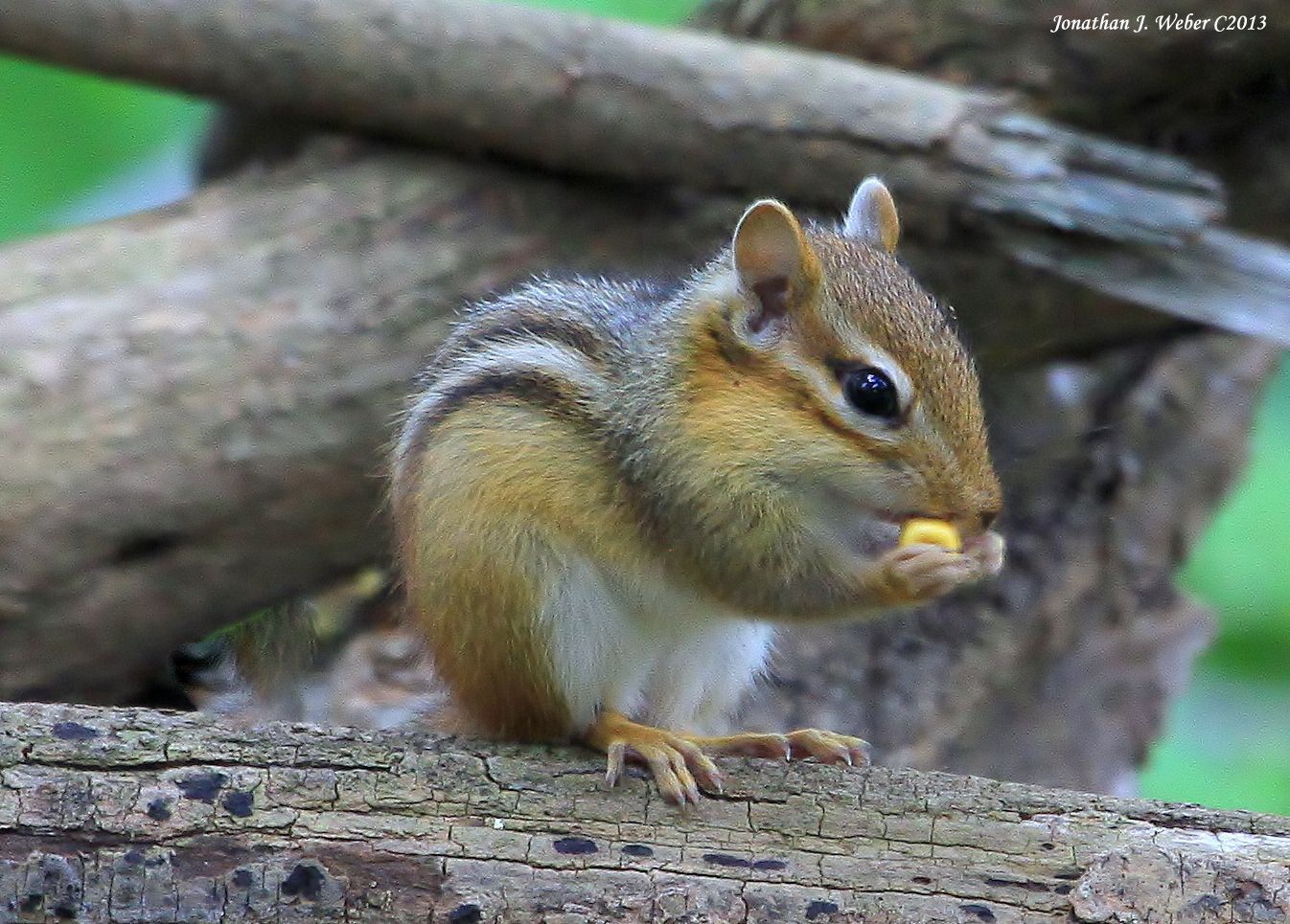 IMAGE: http://i44.photobucket.com/albums/f2/Jonathan64/IMG_53032.jpg