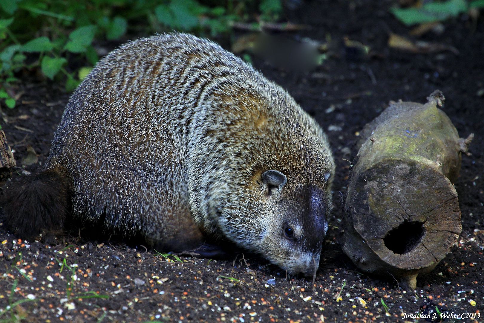 IMAGE: http://i44.photobucket.com/albums/f2/Jonathan64/IMG_61752.jpg