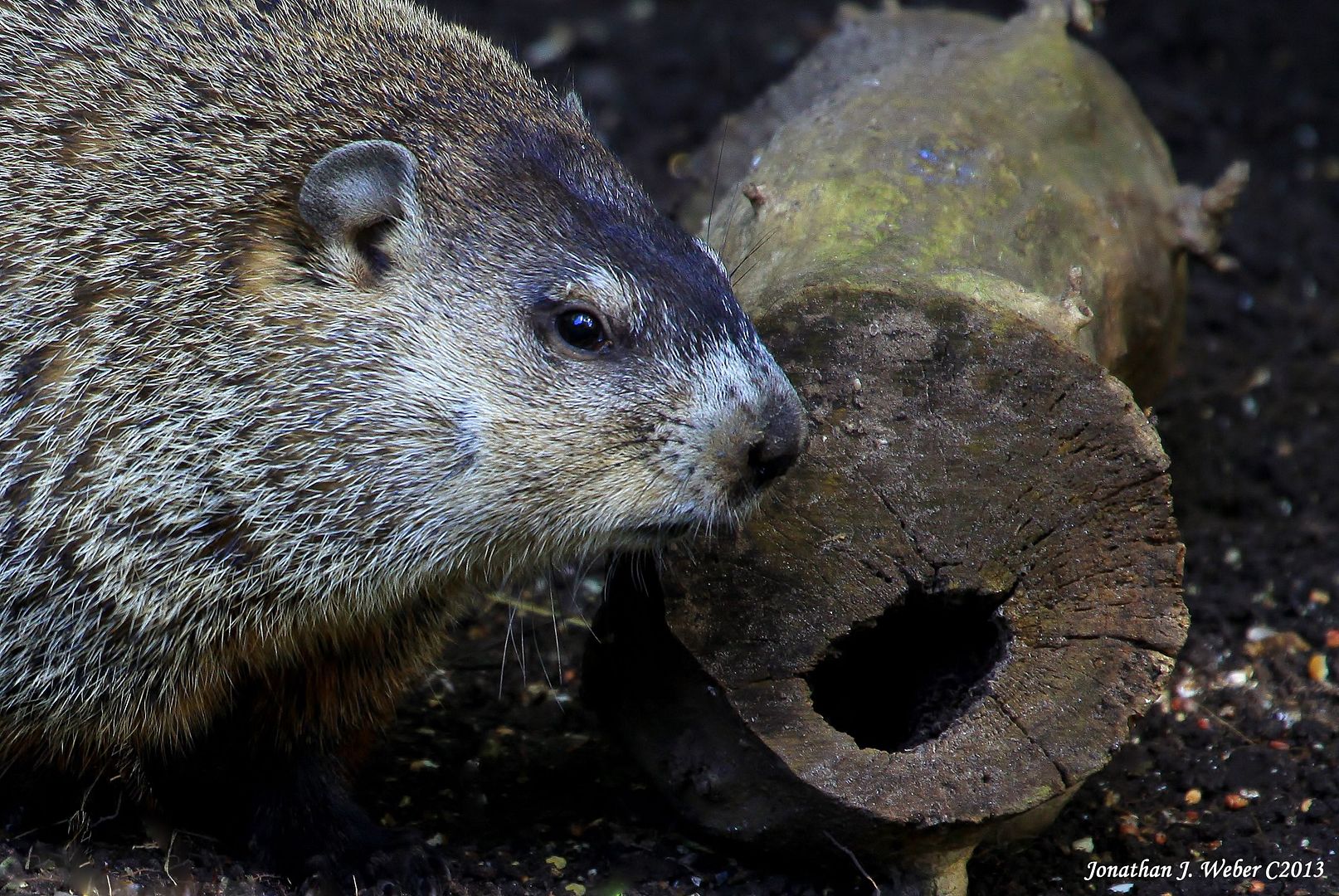 IMAGE: http://i44.photobucket.com/albums/f2/Jonathan64/IMG_61772.jpg