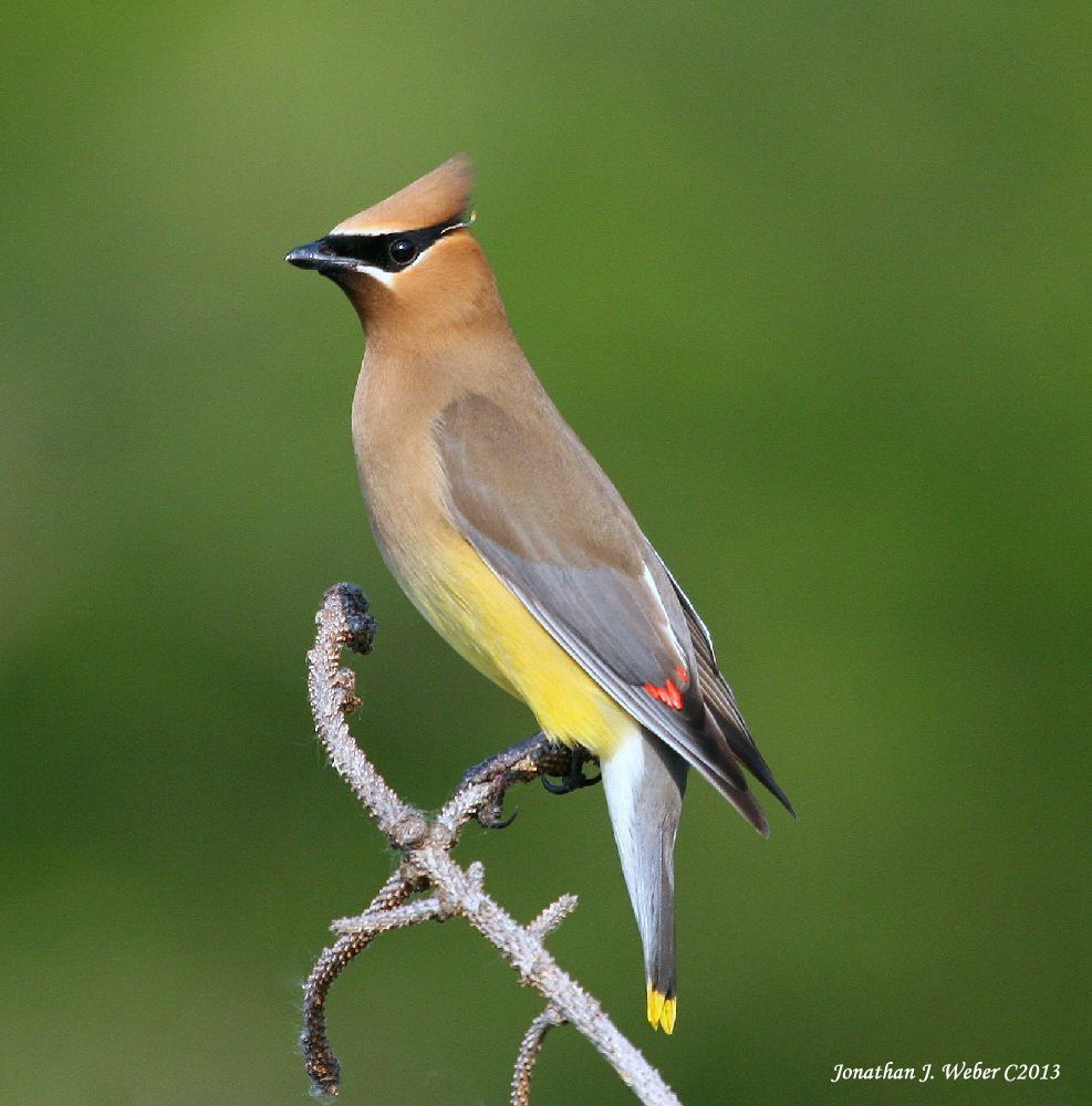 IMAGE: http://i44.photobucket.com/albums/f2/Jonathan64/IMG_63142.jpg