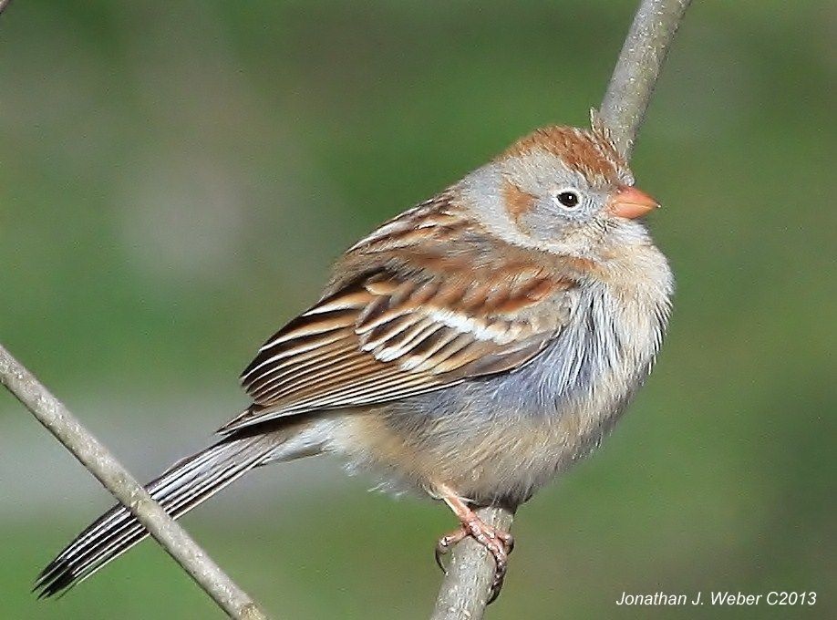 IMAGE: http://i44.photobucket.com/albums/f2/Jonathan64/IMG_6591.jpg