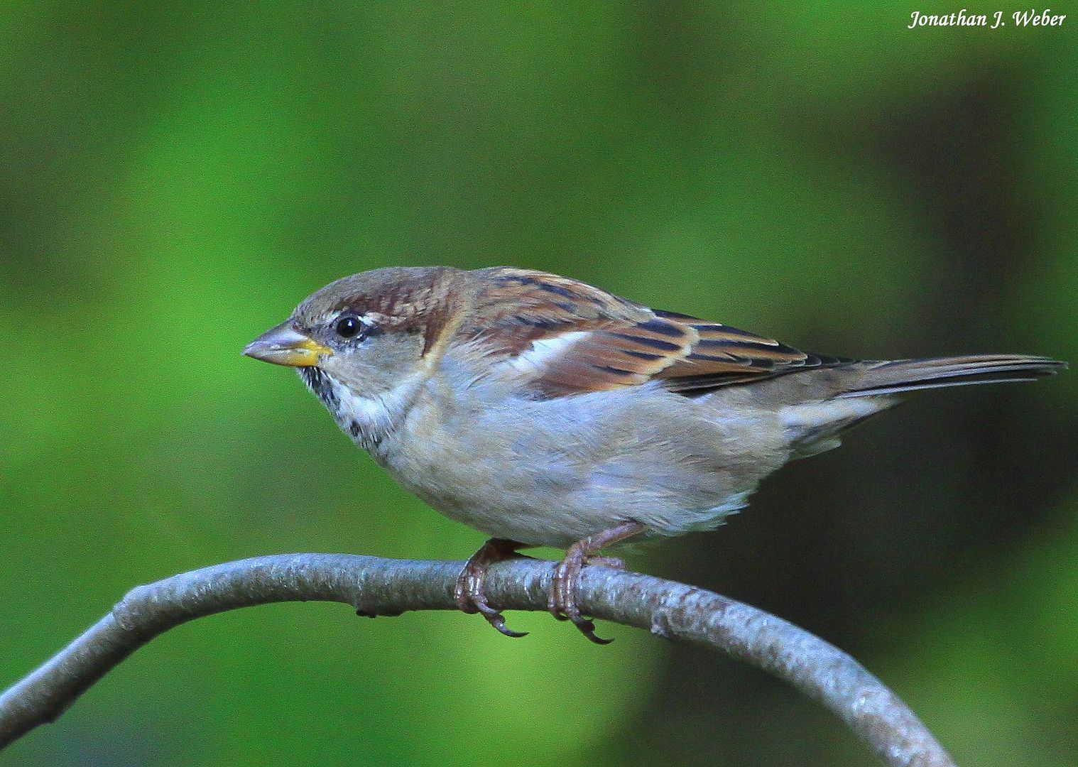 IMAGE: http://i44.photobucket.com/albums/f2/Jonathan64/IMG_6628-E2.jpg