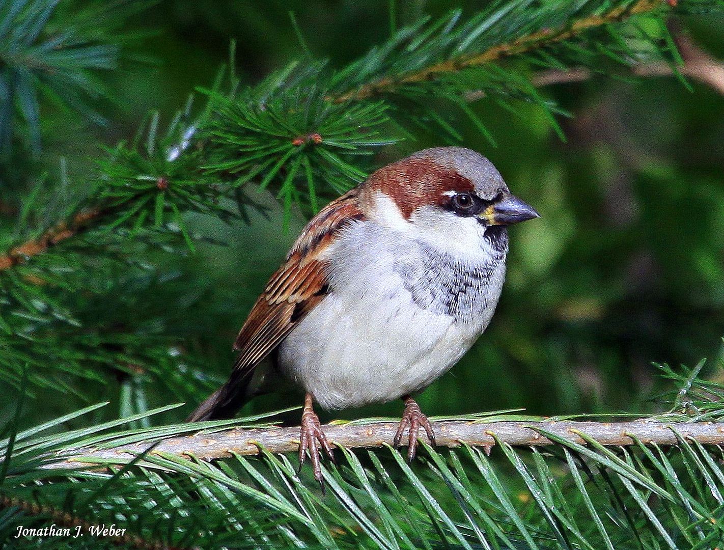 IMAGE: http://i44.photobucket.com/albums/f2/Jonathan64/IMG_68372.jpg