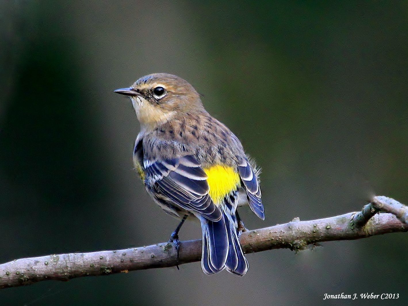 IMAGE: http://i44.photobucket.com/albums/f2/Jonathan64/IMG_74122.jpg