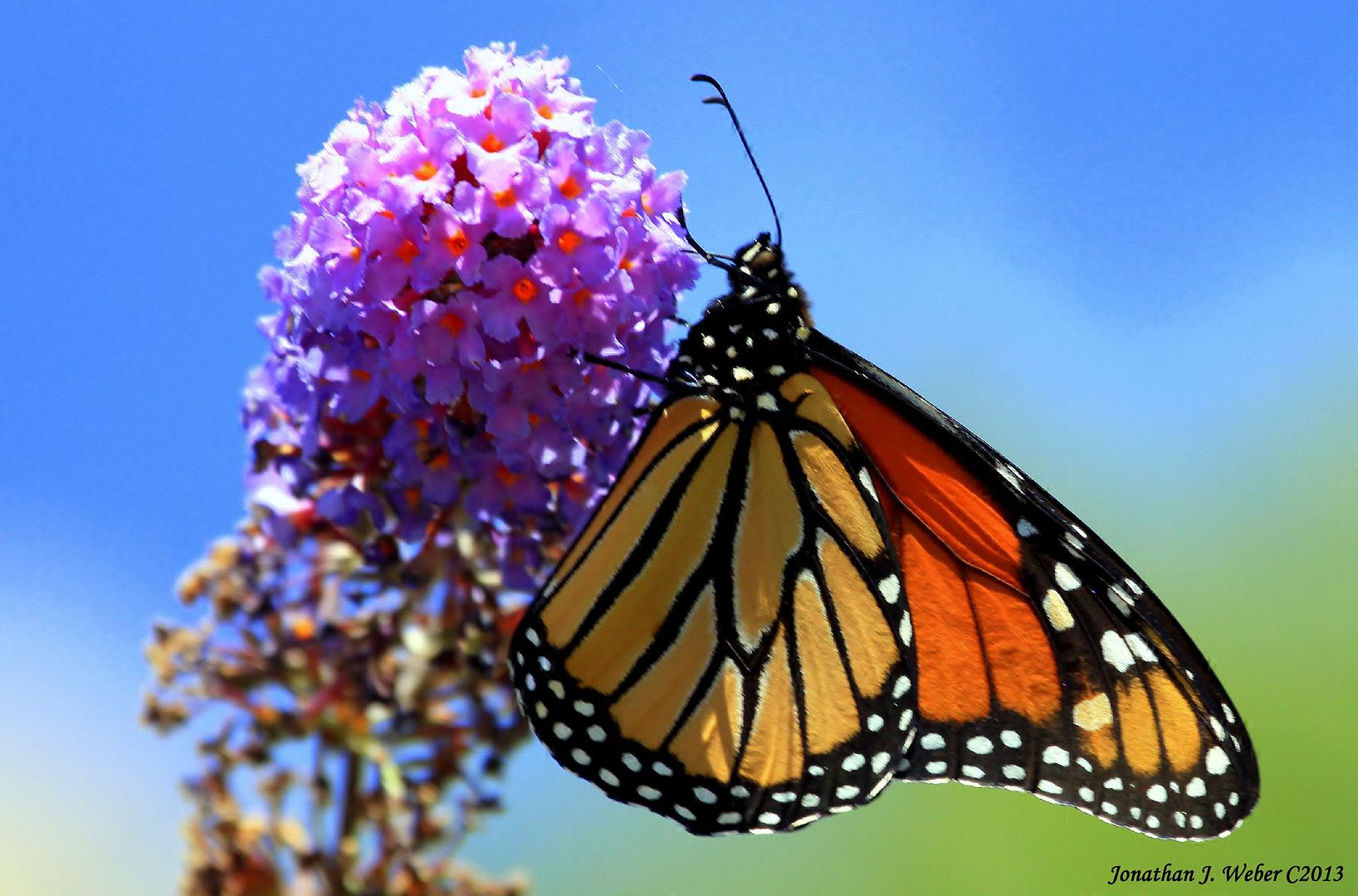 IMAGE: http://i44.photobucket.com/albums/f2/Jonathan64/IMG_76752.jpg