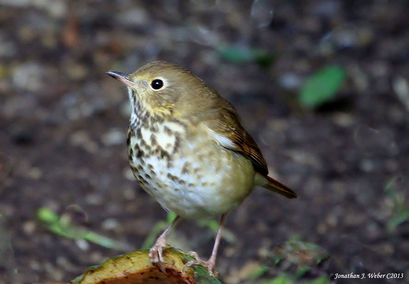 IMAGE: http://i44.photobucket.com/albums/f2/Jonathan64/IMG_89632.jpg