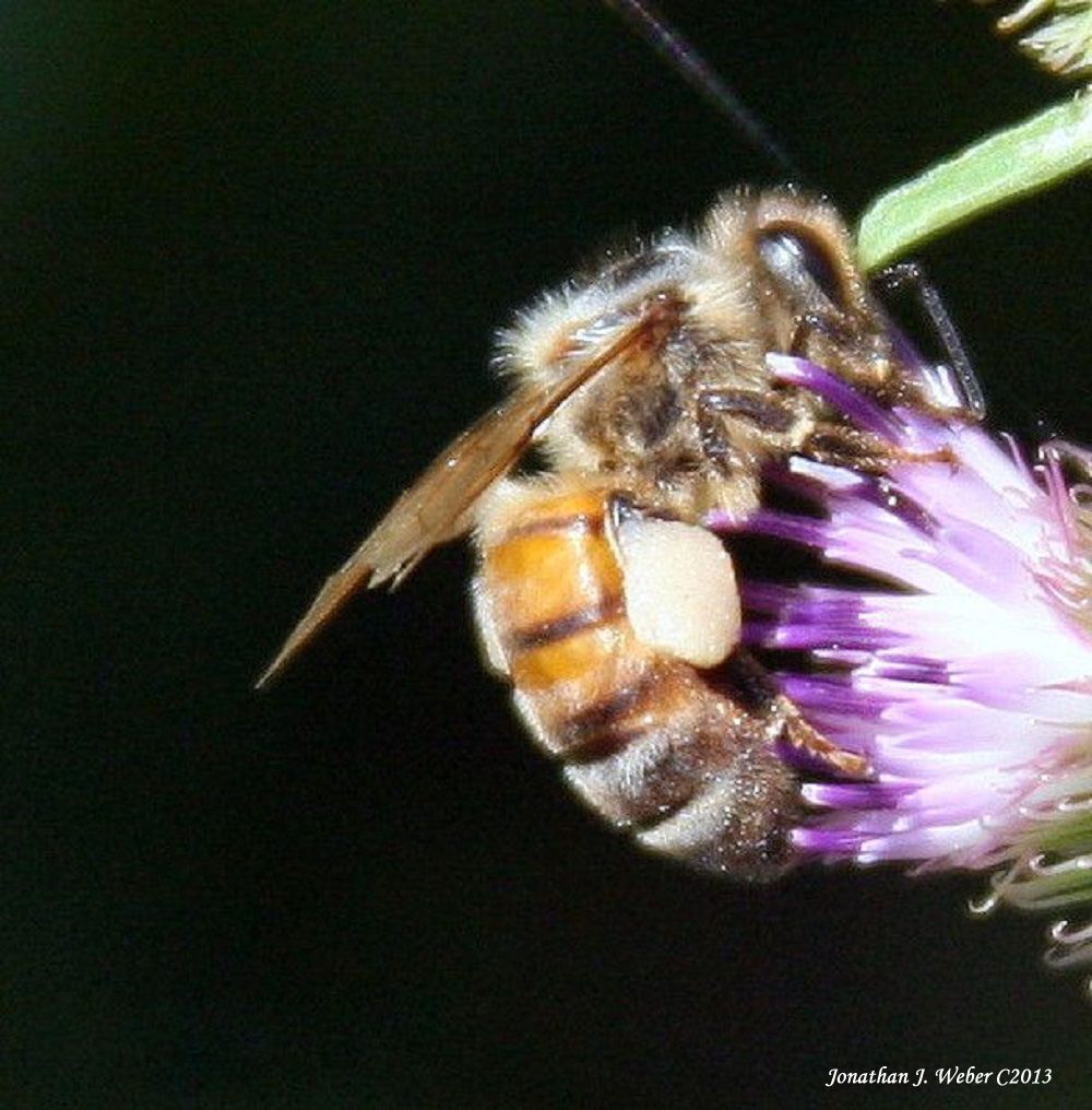 IMAGE: http://i44.photobucket.com/albums/f2/Jonathan64/IMG_8966-E-1.jpg