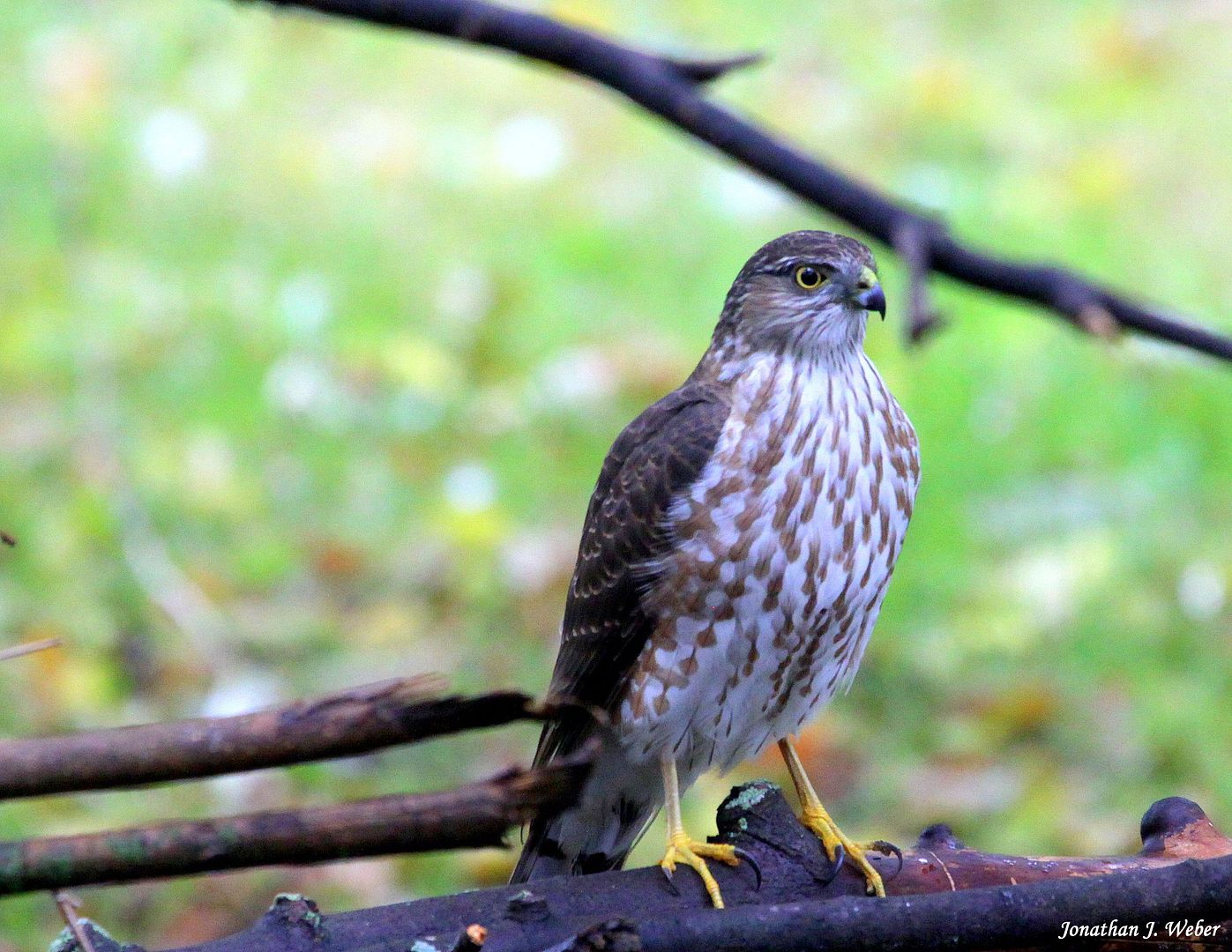 IMAGE: http://i44.photobucket.com/albums/f2/Jonathan64/IMG_91172.jpg