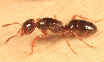 350px-Lasius_claviger_queen_Groton_Massa