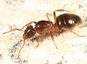 350px-Lasius_umbratus_queen_Groton_Massa