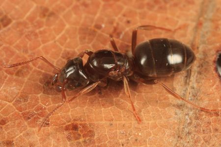 450px-Lasius_speculiventris_queen_Fresh_