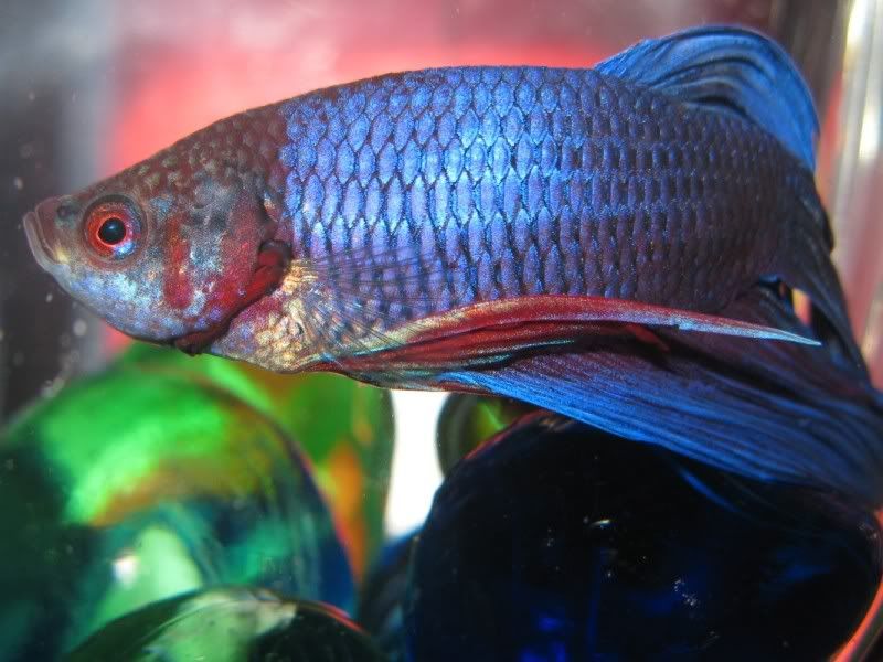 Colors of bettas eyes Betta Fish and Betta Fish Care