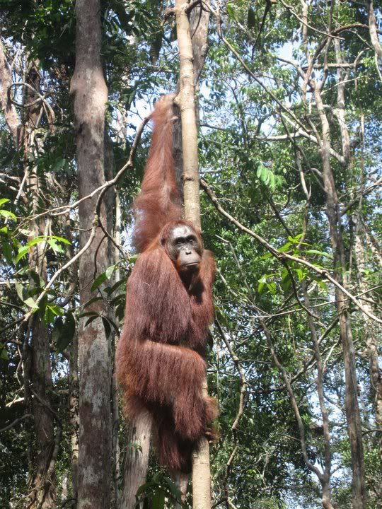 orangutan