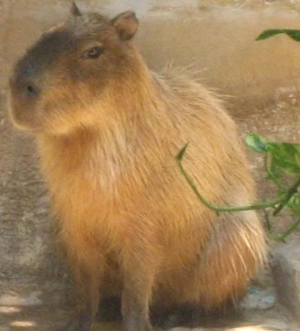 a6Capybara.jpg