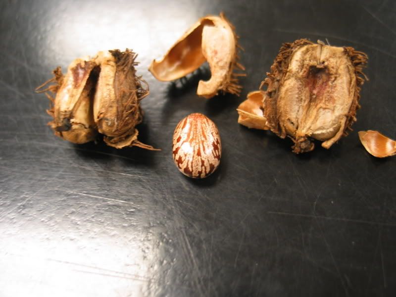 Castor Bean &amp; Husk Pictures, Images and Photos