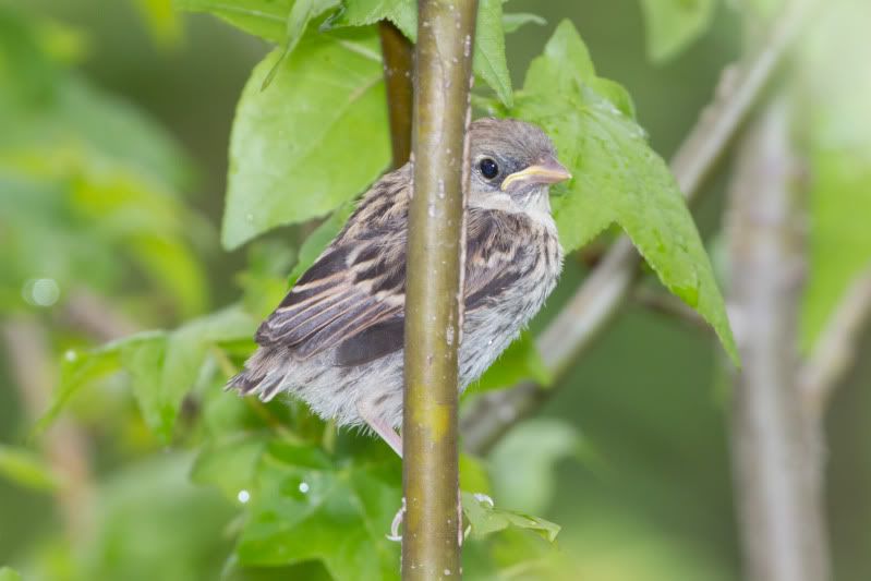 IMAGE: http://i44.photobucket.com/albums/f21/mbyorick/IMG_4079.jpg