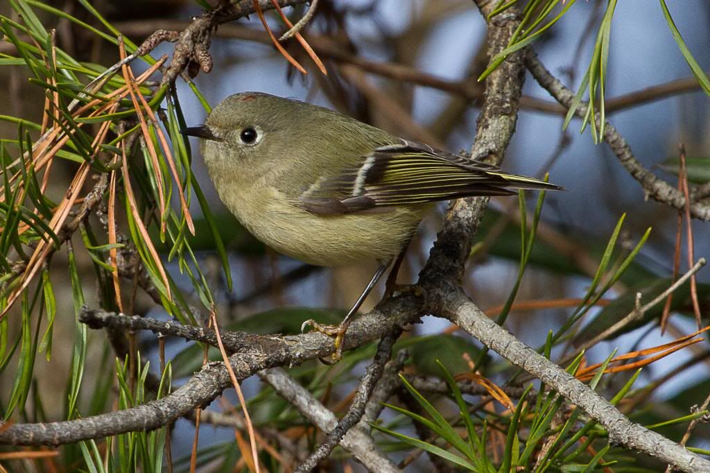 IMAGE: http://i44.photobucket.com/albums/f21/mbyorick/IMG_5486_zps761fbcb1.jpg