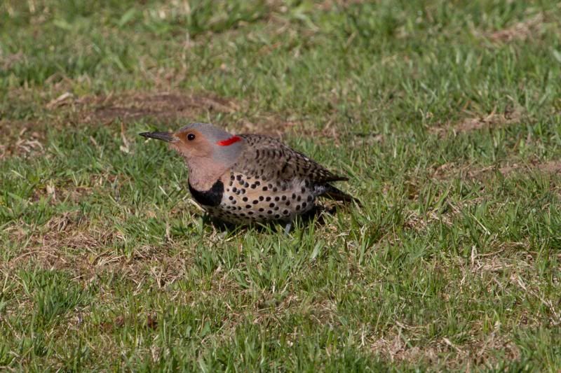 IMAGE: http://i44.photobucket.com/albums/f21/mbyorick/IMG_7743_zps61ed1a05.jpg