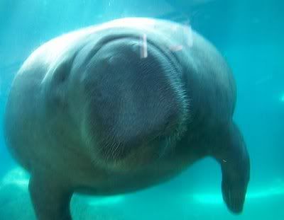 manatee.jpg