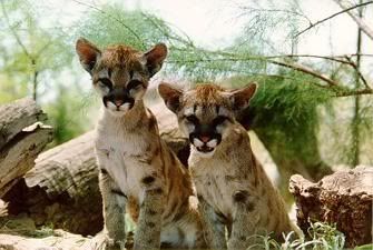 Florida Panthers Cubs