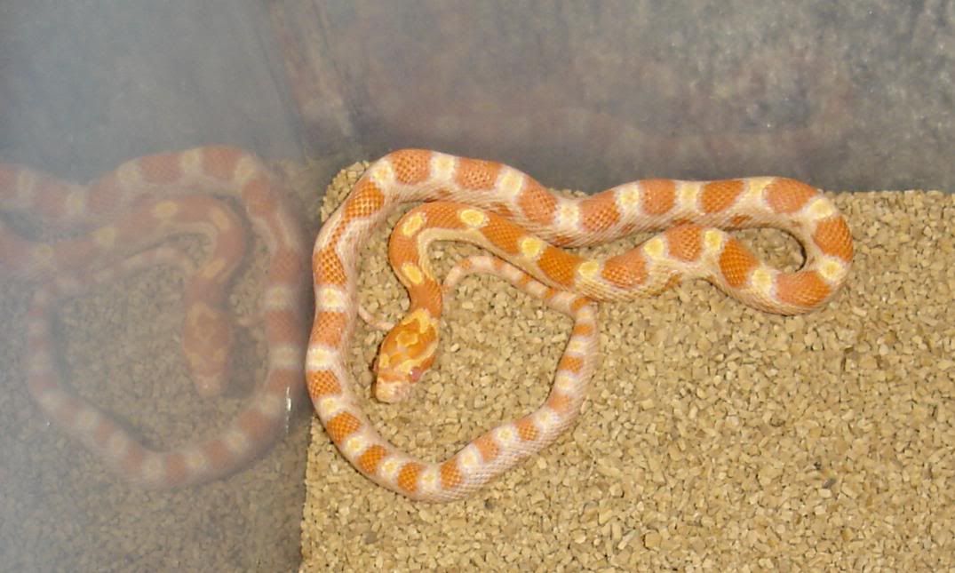 CreamsicleCornSnake2.jpg