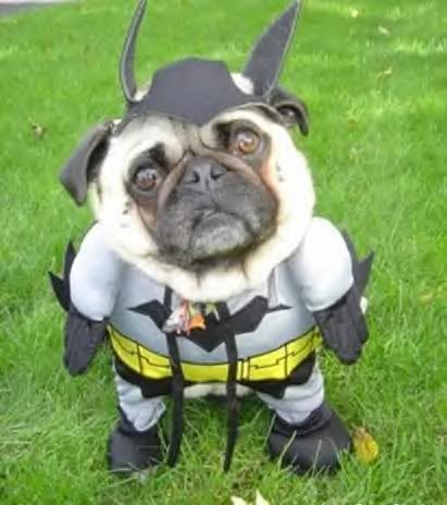 batdog.jpg