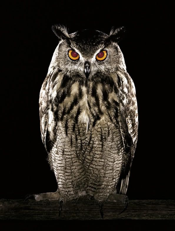 http://i44.photobucket.com/albums/f24/rene1981/21_Hibou.jpg