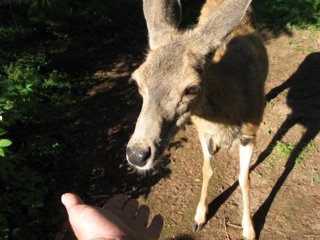 deercloseup.jpg