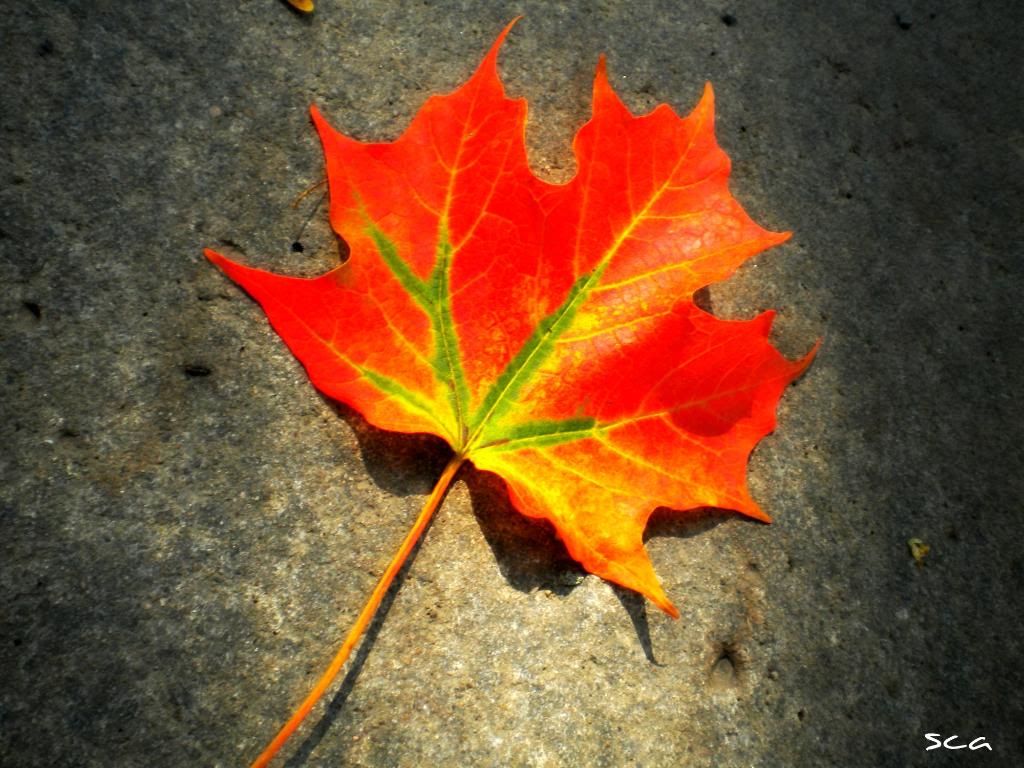 maple leaf photo: Maple leaf DSCN2878.jpg