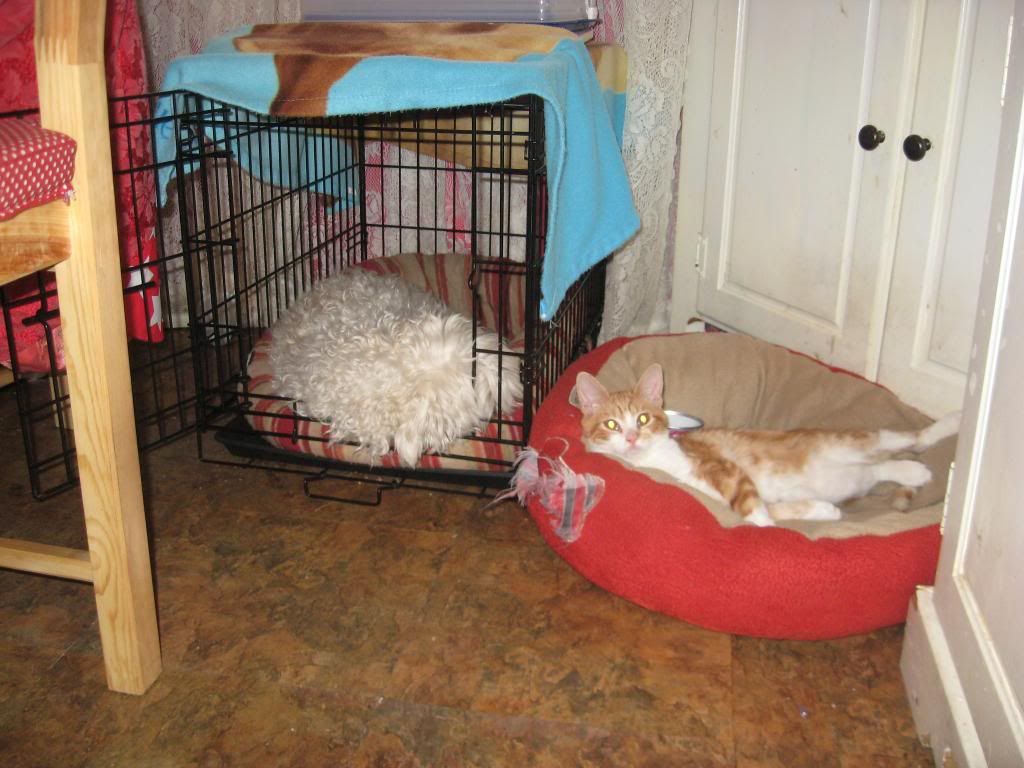 Most Useless Pet Contest