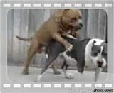 doggystylemp4 video by x2xcalebx2x