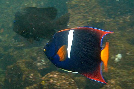 galapagos islands fish